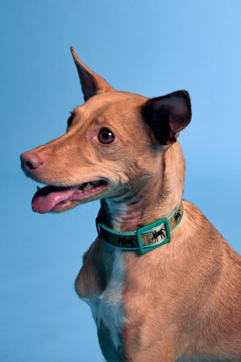 Bimba Y Lola нашийник за домашни любимци с лого каки аксесоари 28R6R968