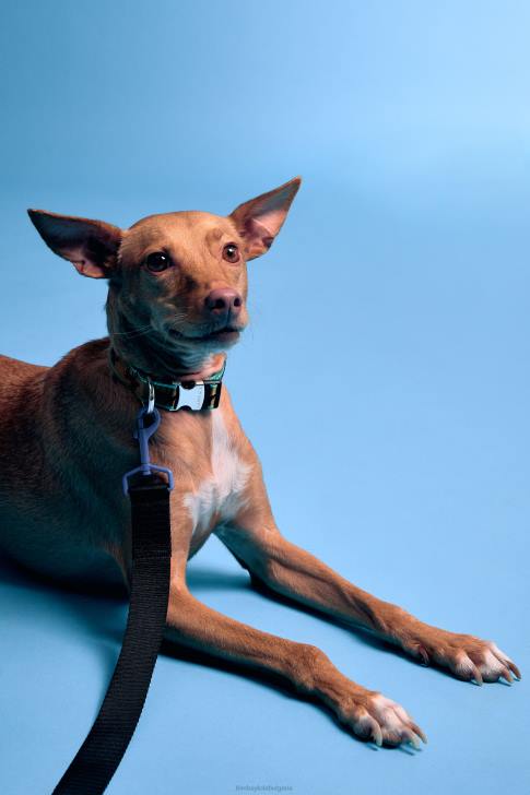 Bimba Y Lola лого каишка за домашни любимци черен аксесоари 28R6R973